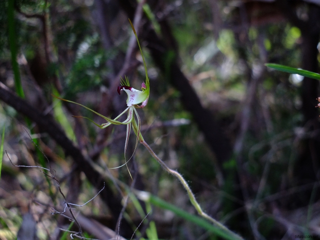 Caladenia tensa 1