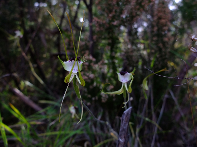 Caladenia tensa 2