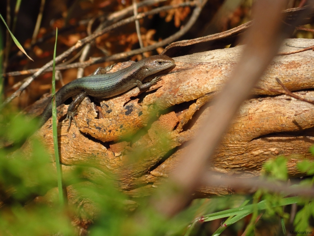 Skink