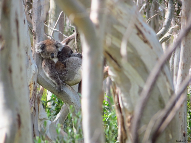 koala + baby 1