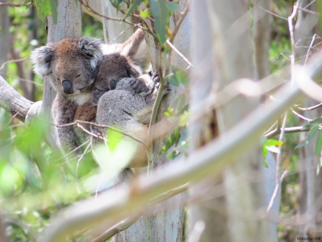 koala + baby 2