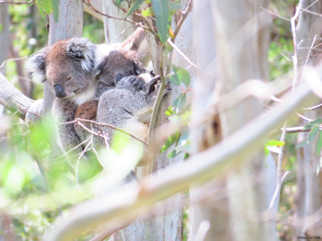 koala + baby 3