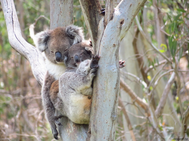 koala + baby 4