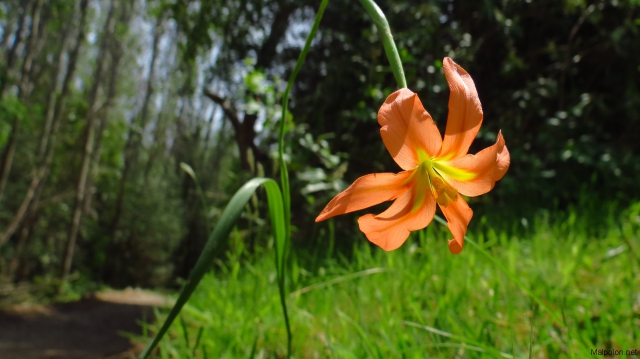 flor al camí