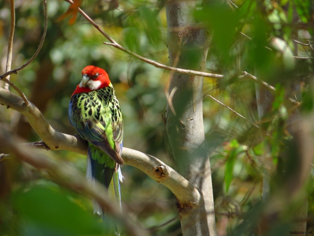 rosella