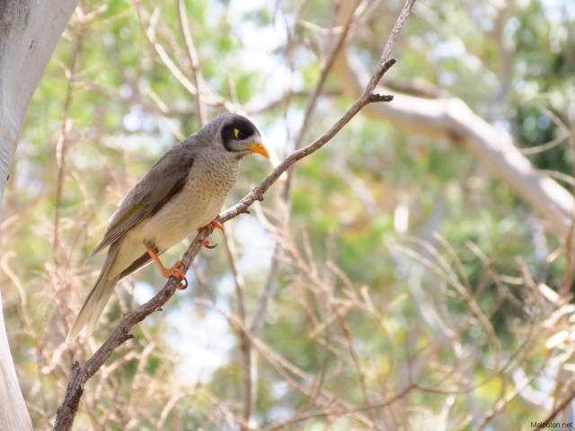 honeyeater 1