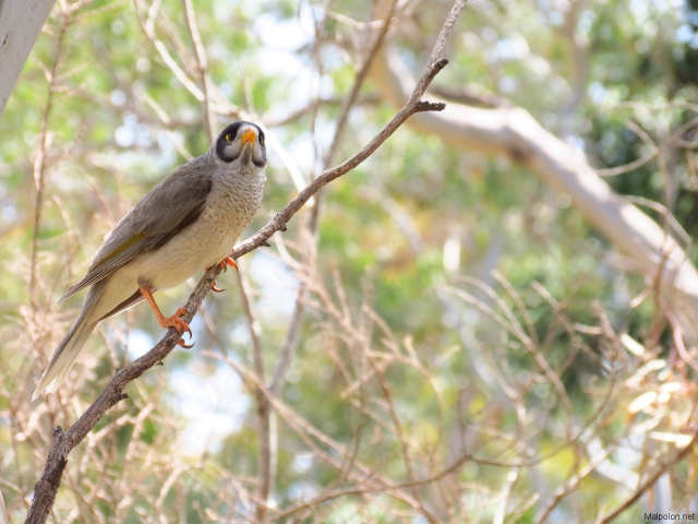 honeyeater 2