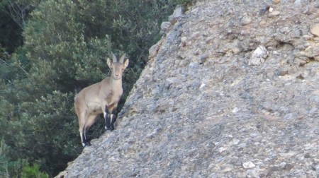 cabra montserrat 1