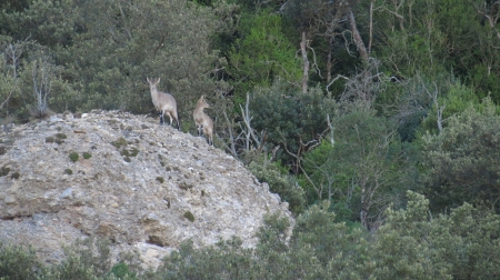 cabra montserrat 2