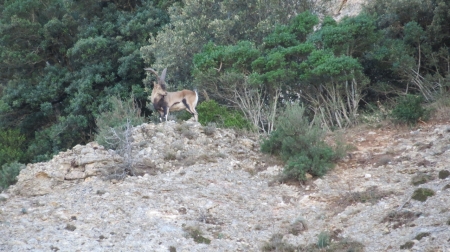 cabra mascle montserrat 3