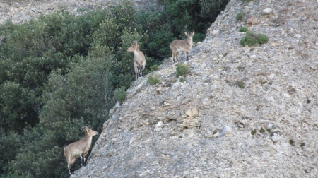 cabra montserrat 4