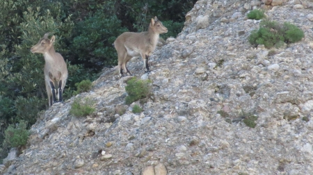 cabrit cabra montserrat 5