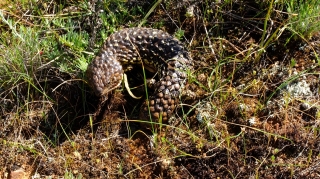 bobtail_1 bobtail_1