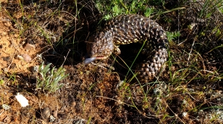 bobtail_2 bobtail_2