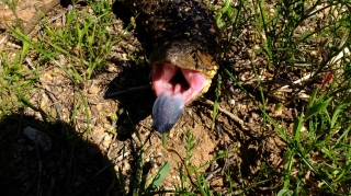 bobtail_tongue bobtail_tongue