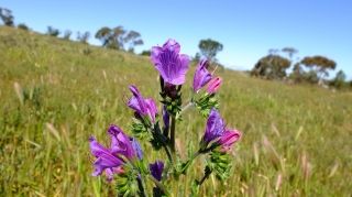 country-fields_2