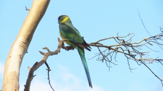parrot parrot