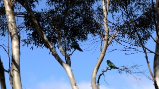 parrot_2 parrot_2