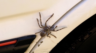 tarantula tarantula