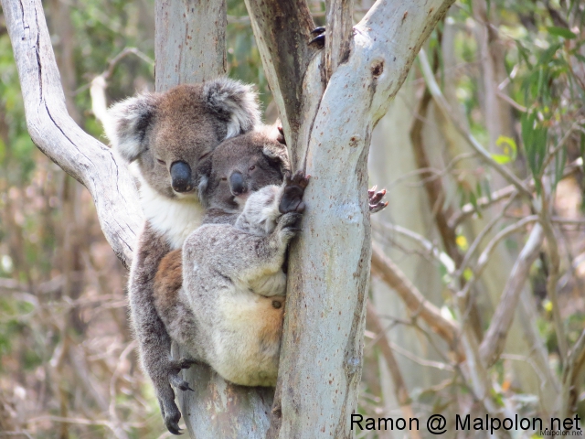 koala + baby 4