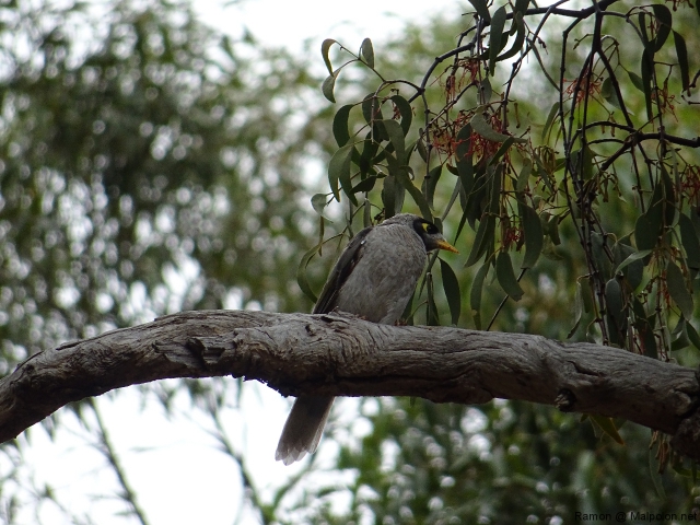honeyeater honeyeater