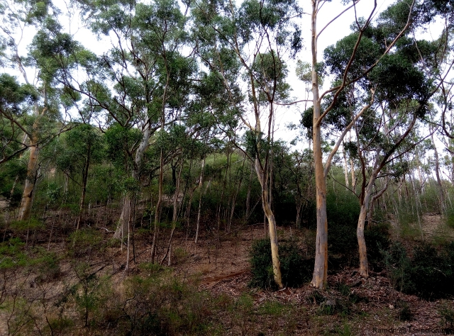 landscape_morialta_3 landscape_morialta_3