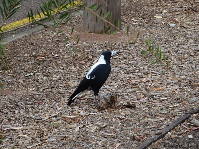 magpie