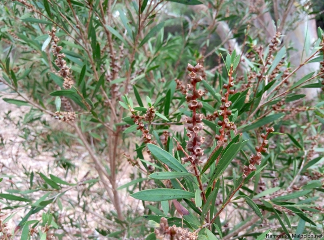 bush_1 bush_1