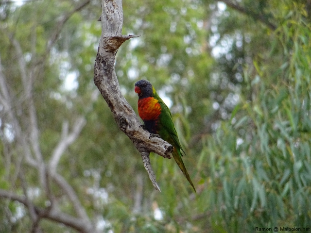 lorikeet_1 lorikeet_1