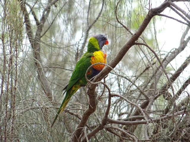 lorikeet_2 lorikeet_2