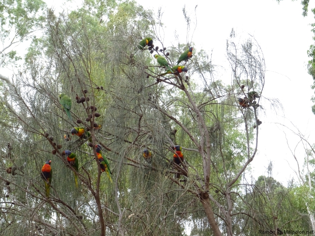 lorikeet_grup