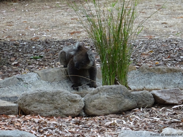 thirsty_koala_morialta_1 thirsty_koala_morialta_1