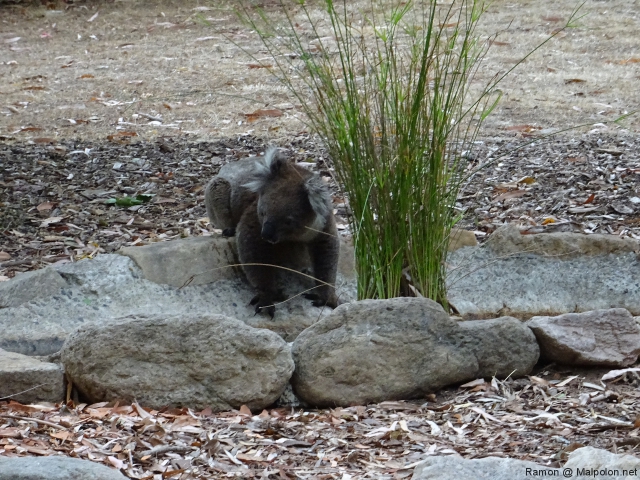 thirsty_koala_morialta_1