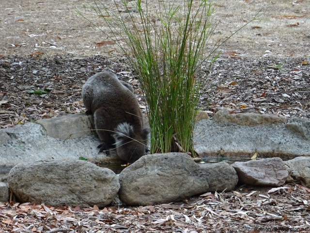 thirsty_koala_morialta_2 thirsty_koala_morialta_2