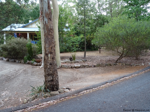 thirsty_koala_morialta_3 thirsty_koala_morialta_3