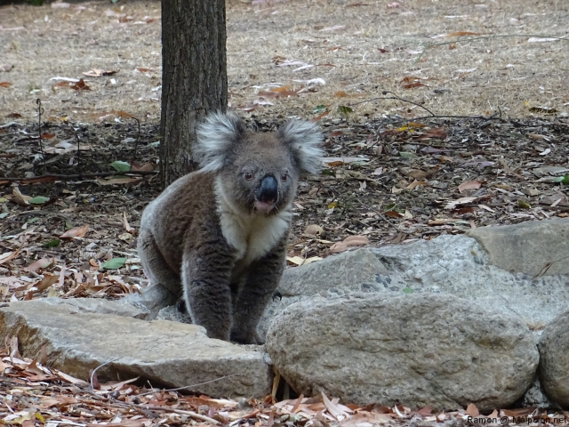 thirsty_koala_morialta_4 thirsty_koala_morialta_4