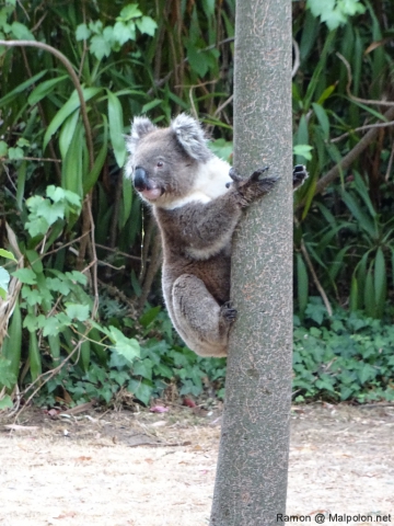 thirsty_koala_morialta_5 thirsty_koala_morialta_5