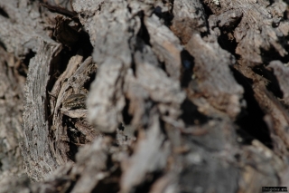 p_muralis_tronc p_muralis_tronc