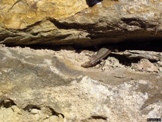 podarcis_babosa podarcis_babosa