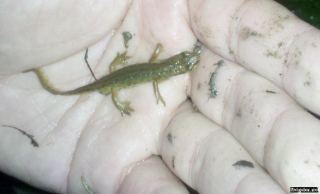 triturus_helveticus triturus_helveticus