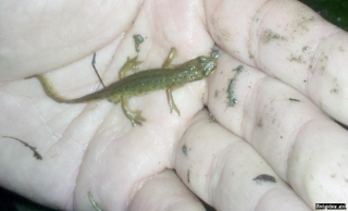 triturus_helveticus