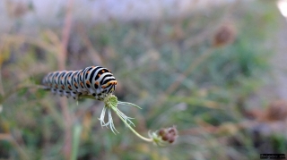 larva_papallona_rei larva_papallona_rei