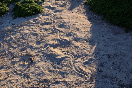 seal_foot-tracks1