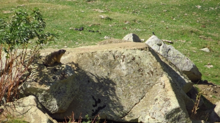 3_marmota