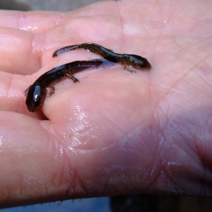 larves salamandra montserrat