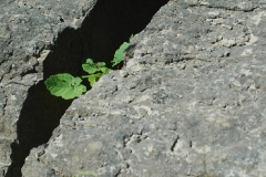 pedra-planta