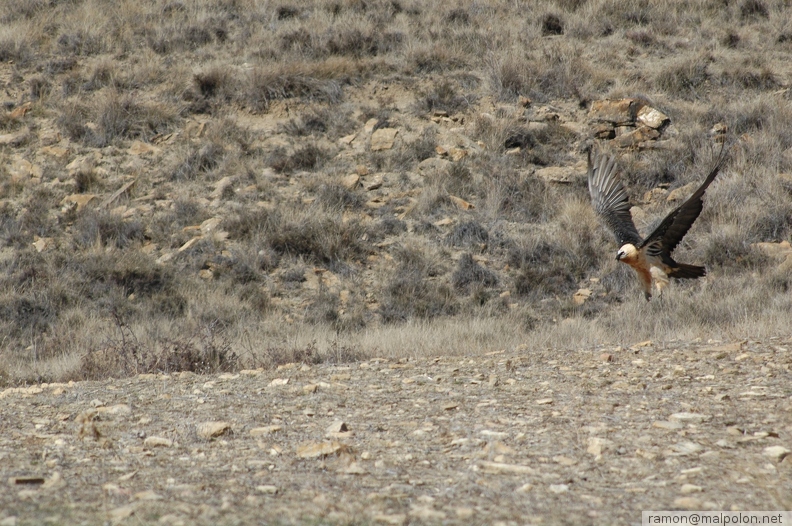 Trencalós (Gypaetus barbatus) - Tamúrcia - DSC_2498.JPG DSC_2498.JPG
