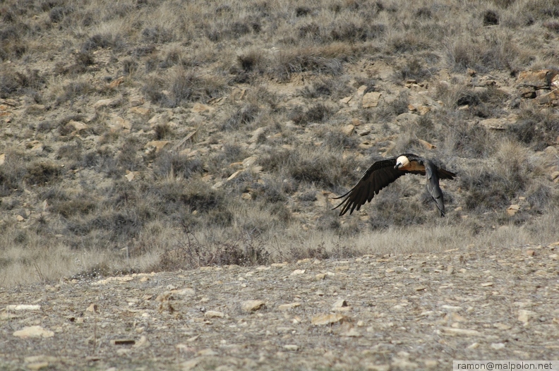 Trencalós (Gypaetus barbatus) - Tamúrcia - DSC_2499.JPG DSC_2499.JPG