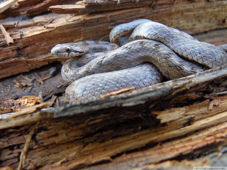 Coronella girondica cap - Coronella_girondica_cap.JPG Coronella_girondica_cap.JPG