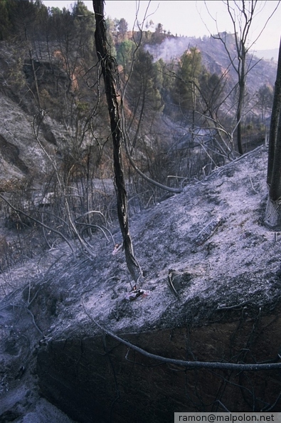 Durant els anys 2004 i 2005 es van produir alguns incendis a Castellbisbal, sortosament no tan grans com els del 1994.
Podeu llegir l'entrada sobre aquestes fotografies al blog aquí. dia_0333.jpg